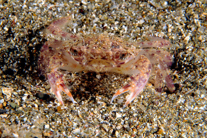 Liocarcinus corrugatus da confermare